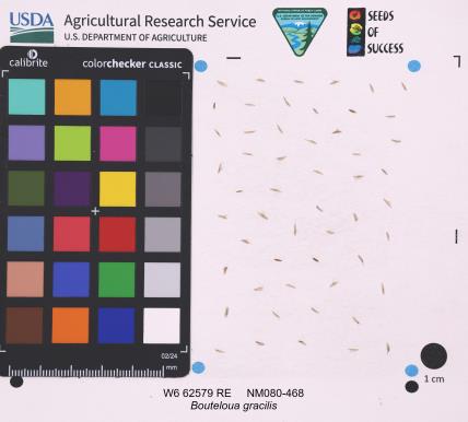 Click for 1 image(s) for this accession. SEED
